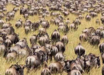 Maasai Mara thumbnail