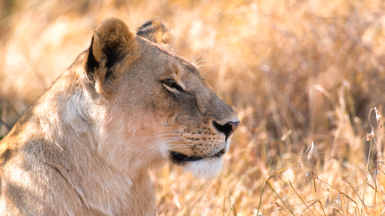 mara-conservancy-lioness