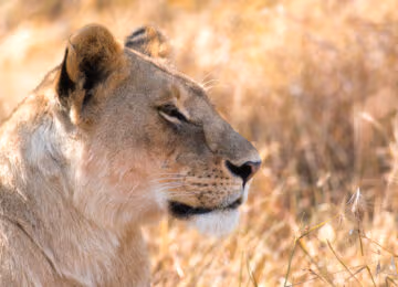 Mara Conservancies thumbnail