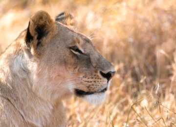 Mara Conservancies thumbnail