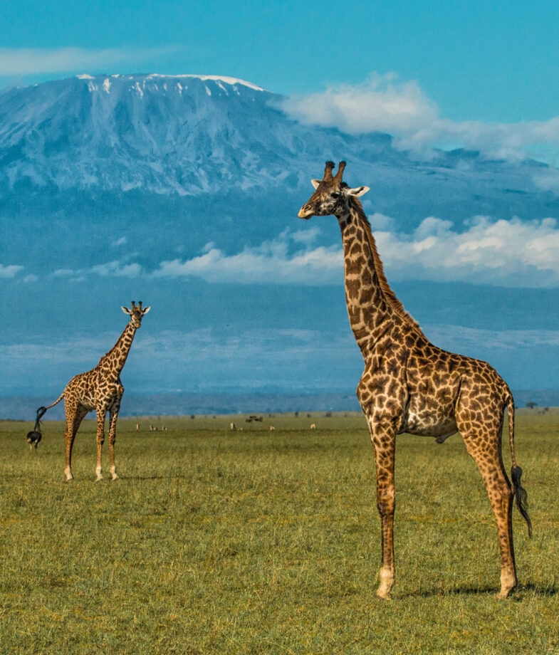 A lioness in a tree in Lake Manyara National Park and giraffes stand with Mount Kilimanjaro in the background.