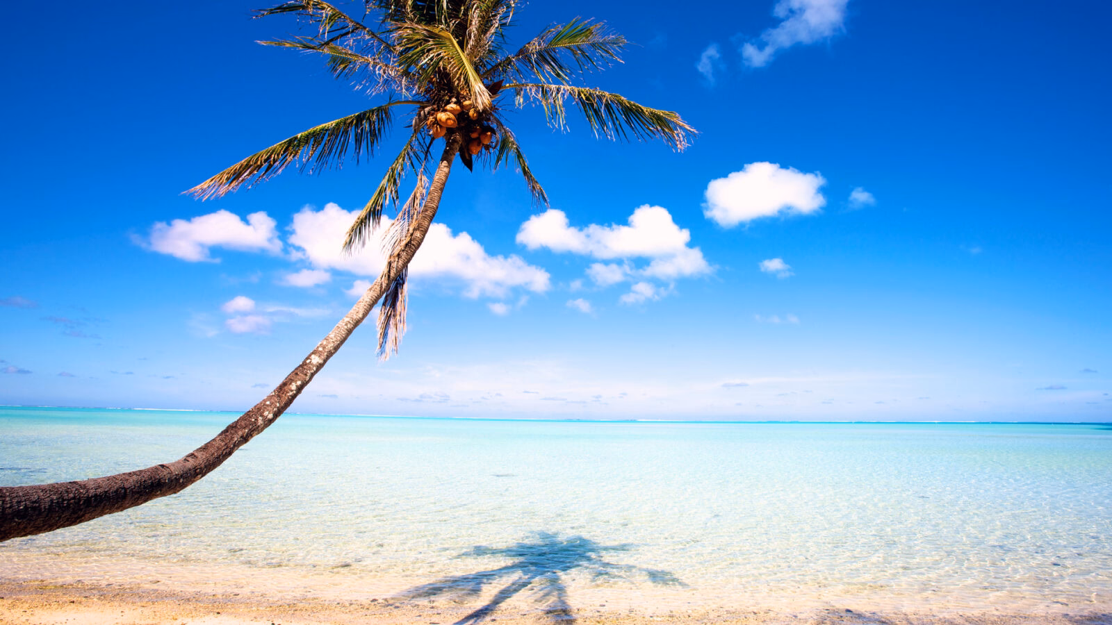 Leaning palm tree on a white sand beach with turquoise water during luxury French Polynesia tours.