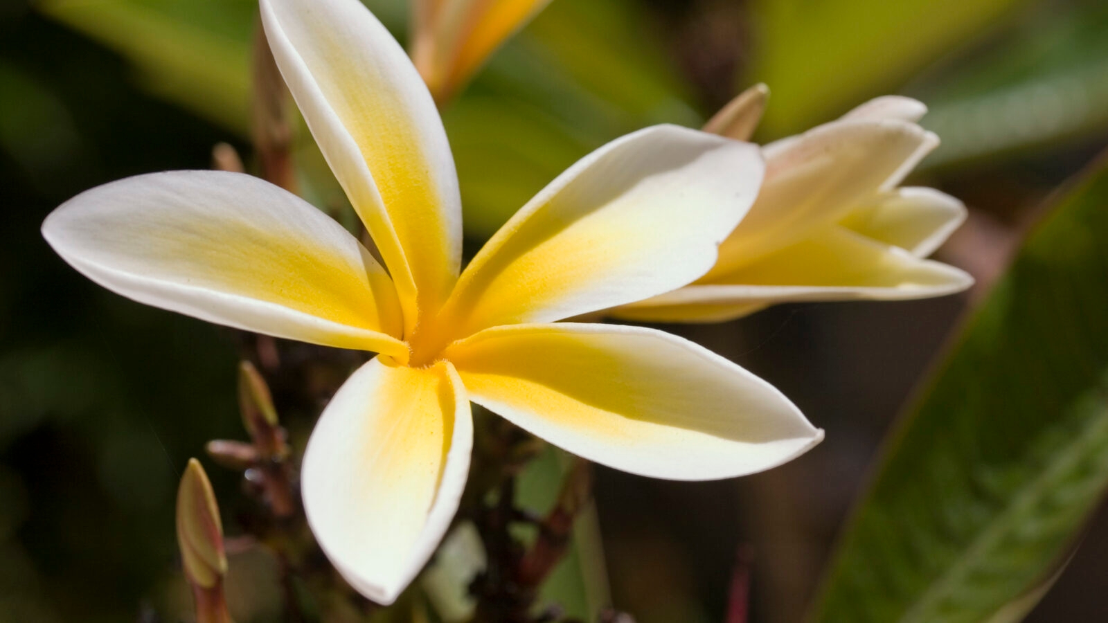 Yellow and white plumeria flower in a tropical garden on luxury French Polynesia vacations.