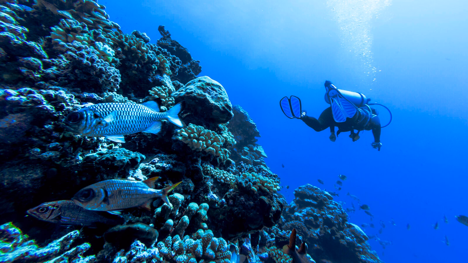 Scuba diver exploring a coral reef with fish on luxury French Polynesia trips.