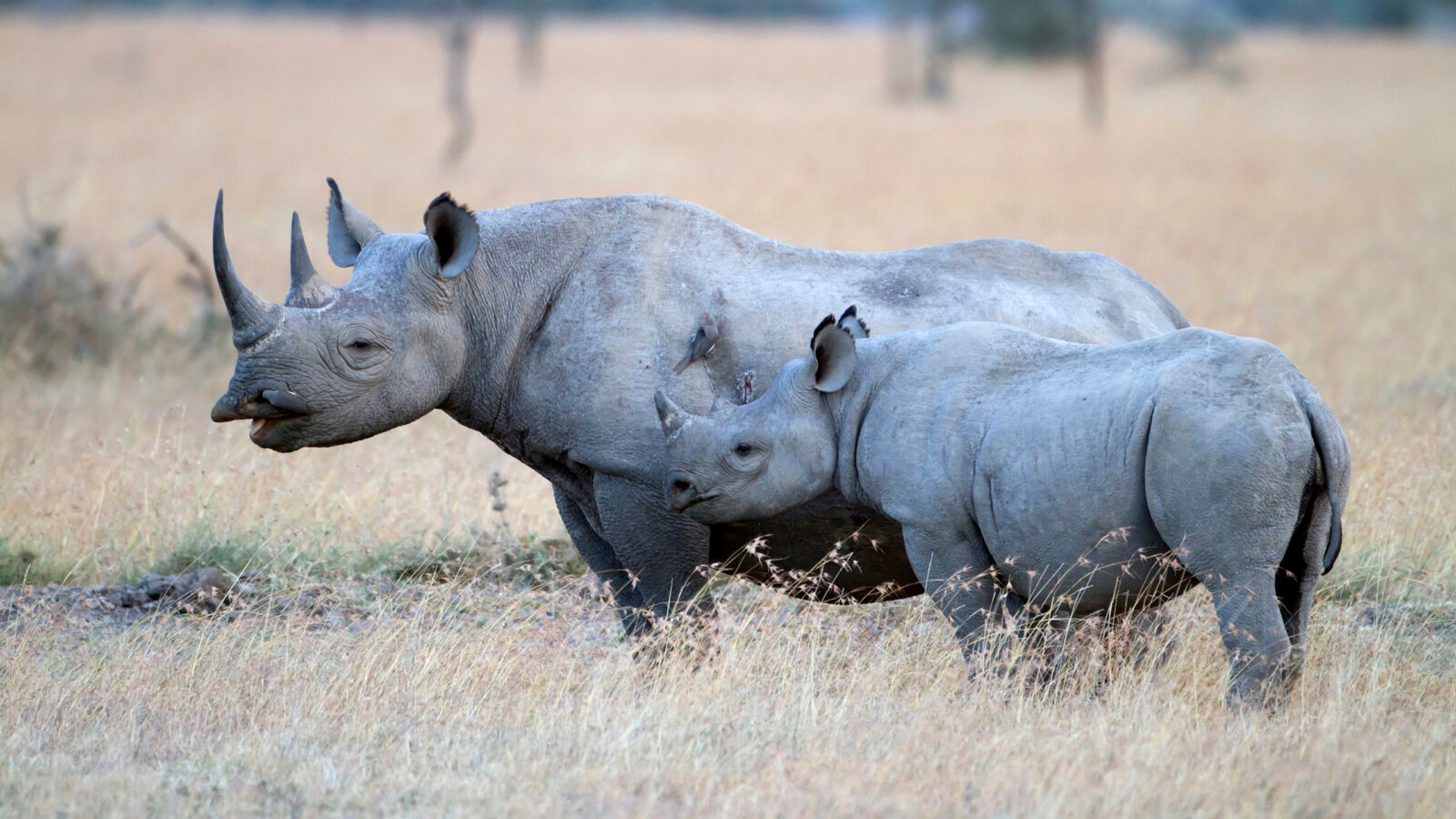 laikipia-black-rhino