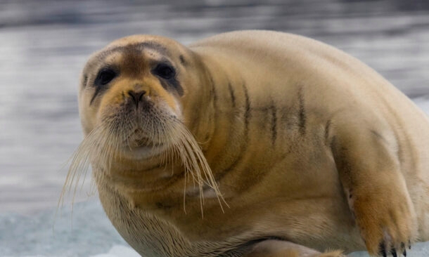Close-up of a bearded seal with long whiskers resting on a light-colored surface.