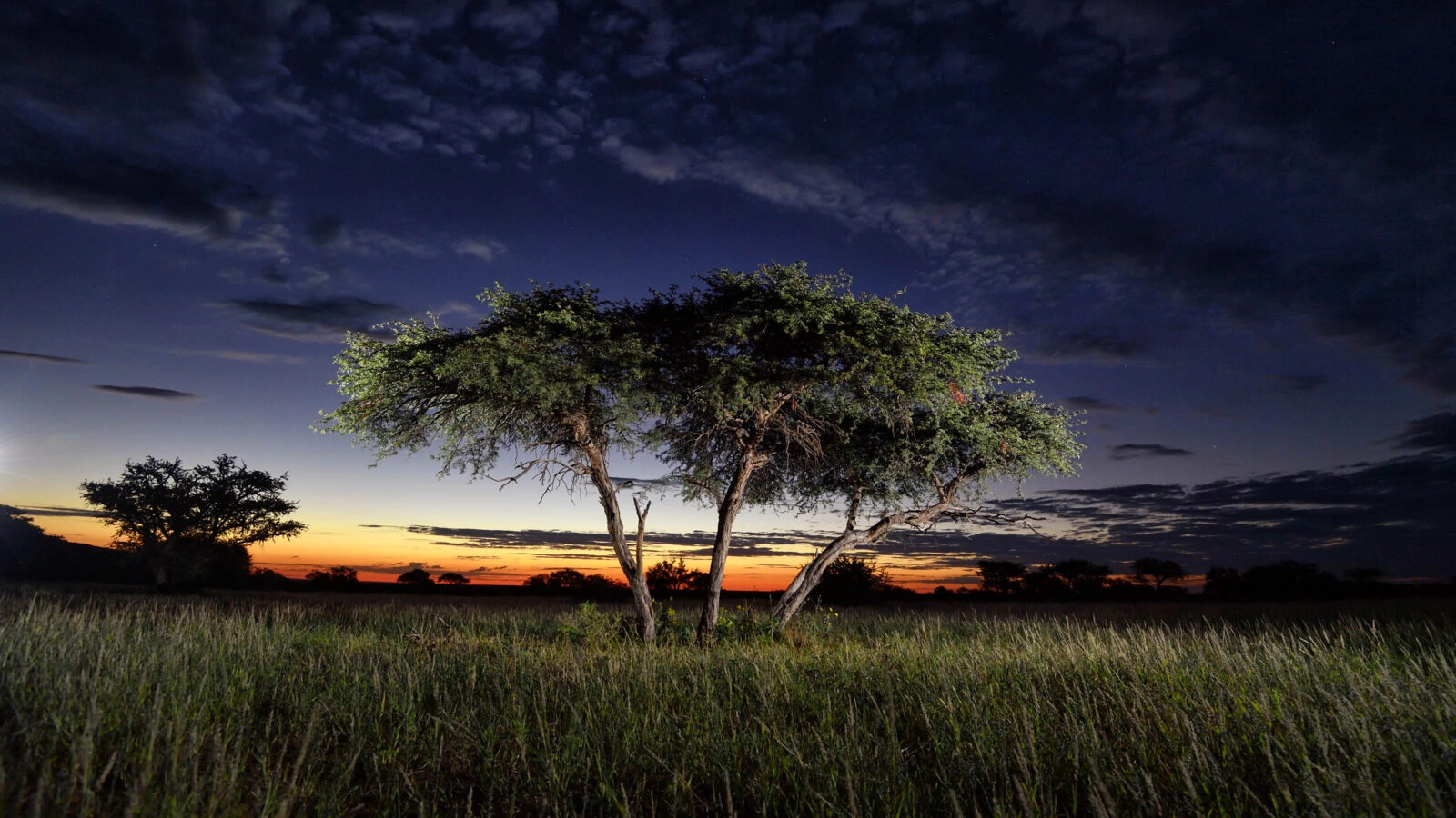 shepards-tree-tswalu-kalahari