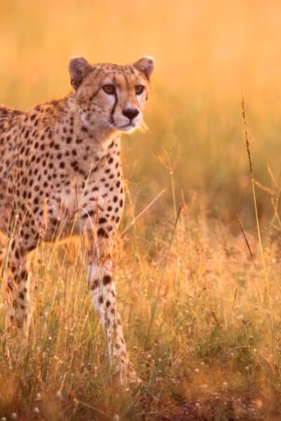 Introducing Kenya