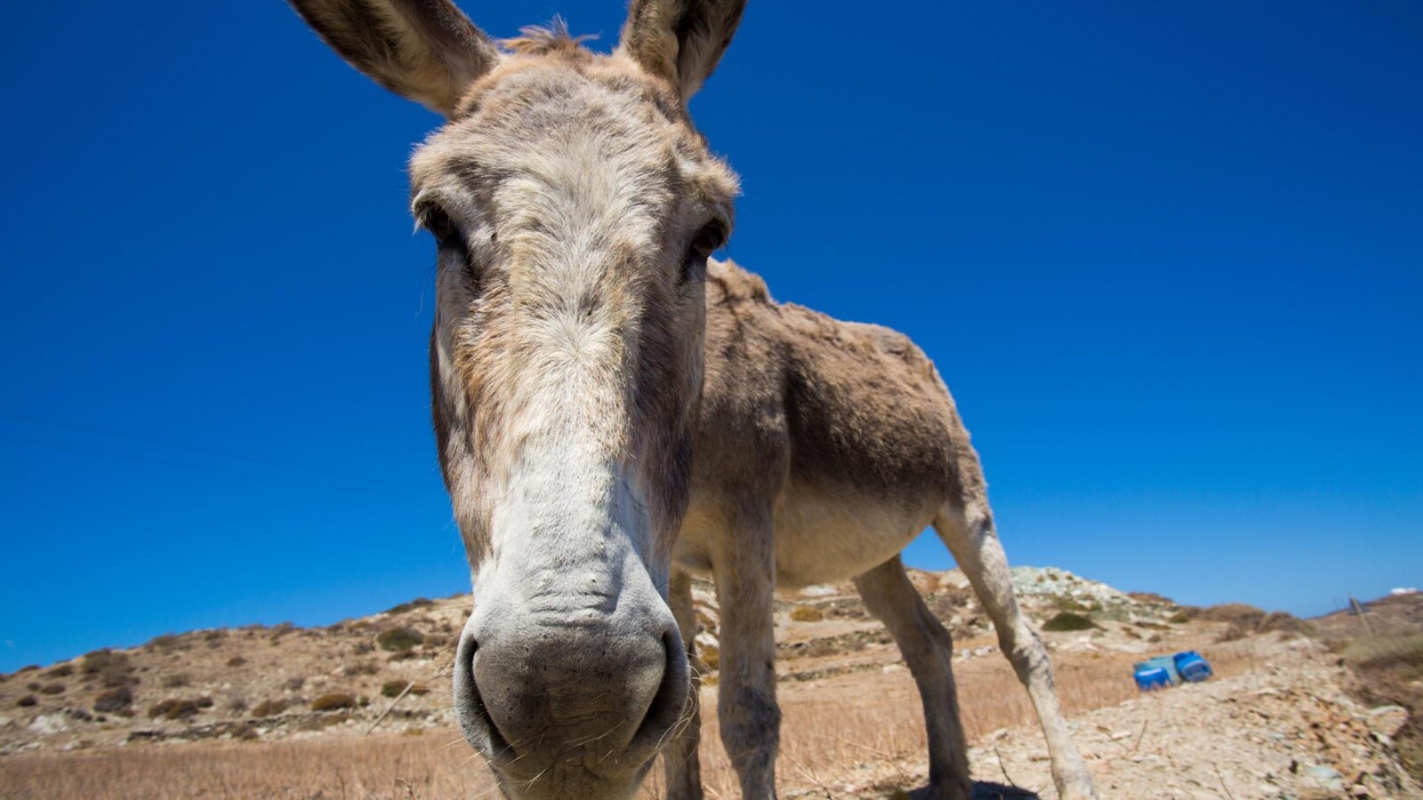 Funny close-up from a head of mule.