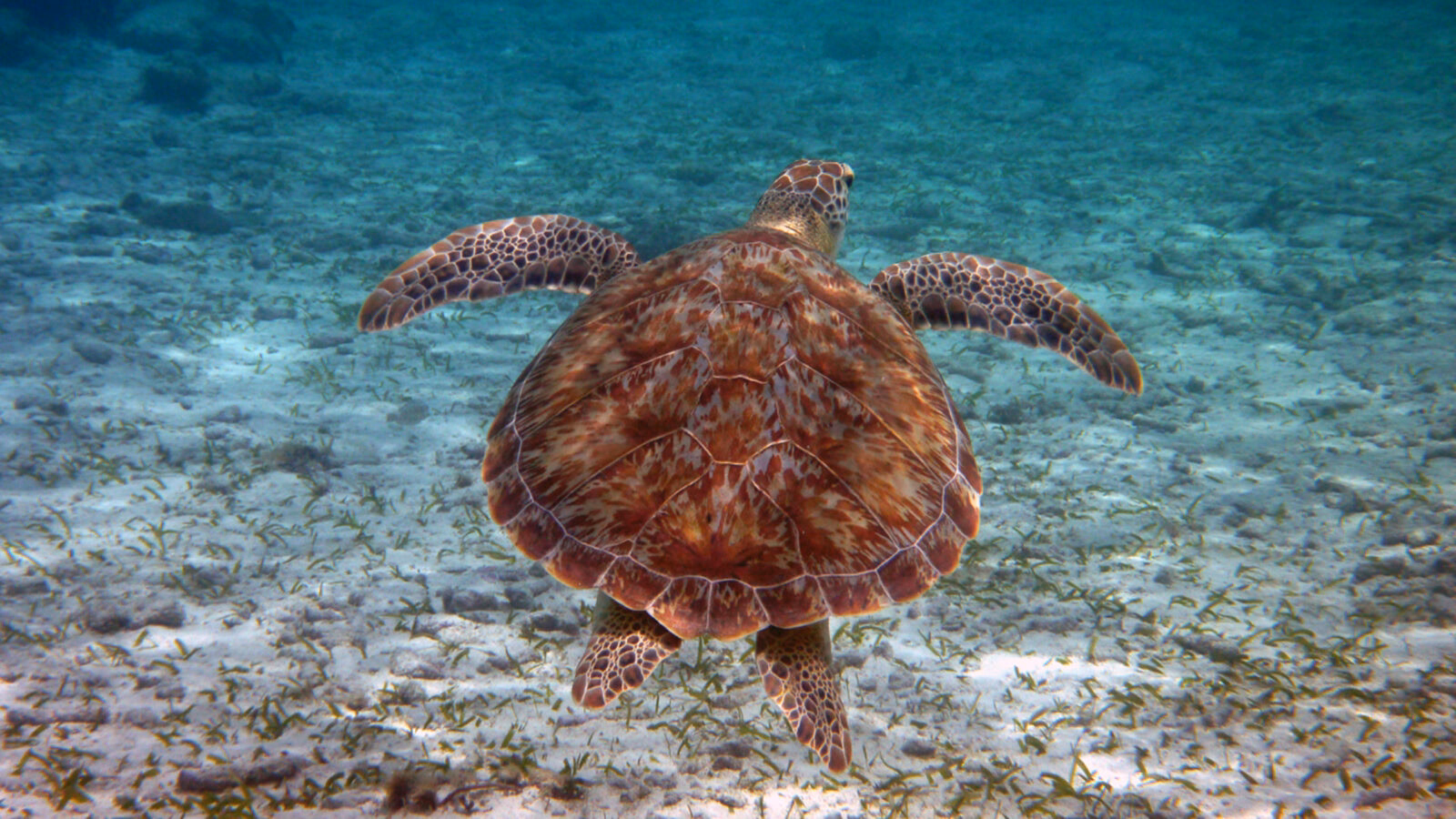 A sea turtle swimming in clear water during luxury Belize vacations.