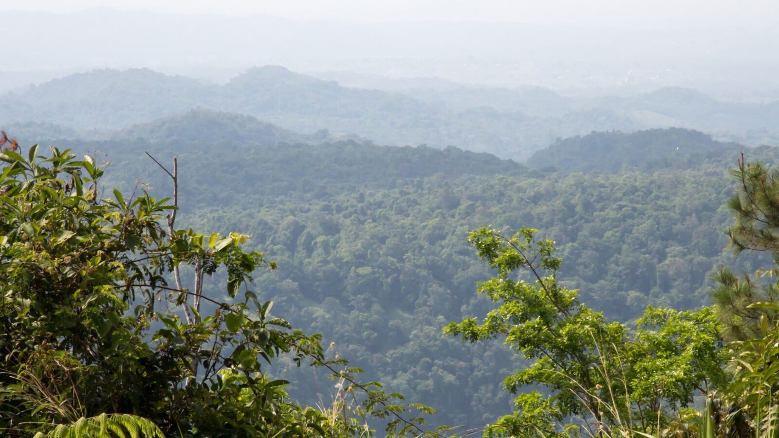 mountain-pine-ridge-belize