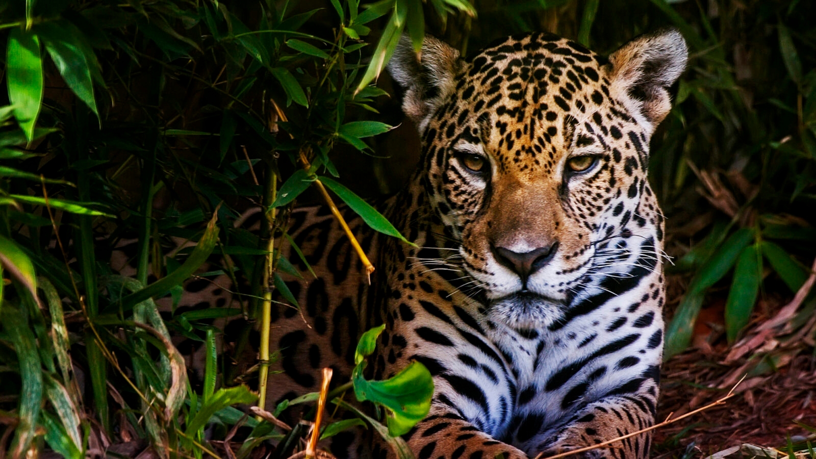 Close-up of a jaguar's face and spotted fur as it stares forward from behind green tropical leaves.