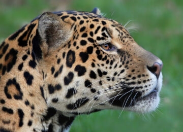 The Pantanal thumbnail