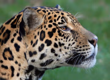 The Pantanal thumbnail