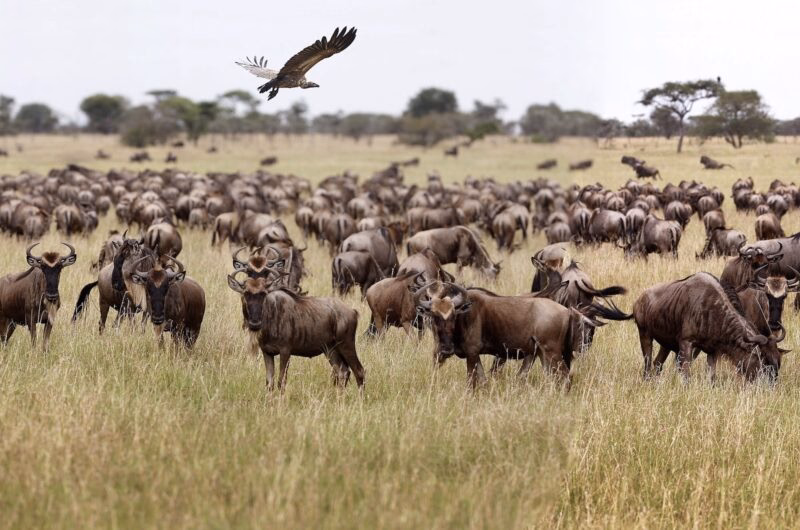 wildebeest serengeti
