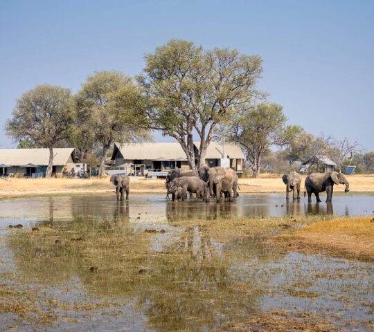 A group of elephants stands in shallow water near a safari camp with several large tents.