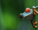 red-eyed-tree-frog-tortuguero-costa-rica