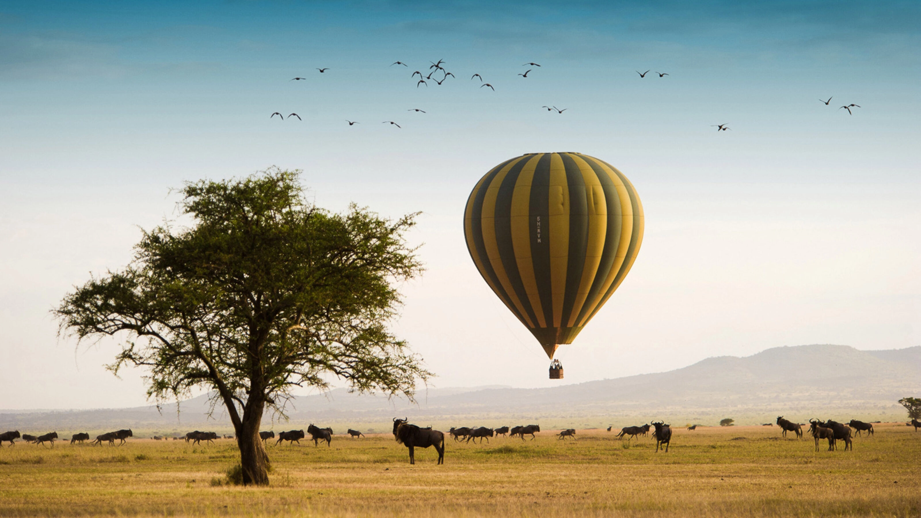 A yellow and blue striped hot a air balloon flying low over a herd of wildebeest on an open plain