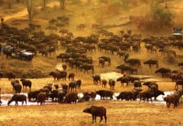 MalaMala Game Reserve