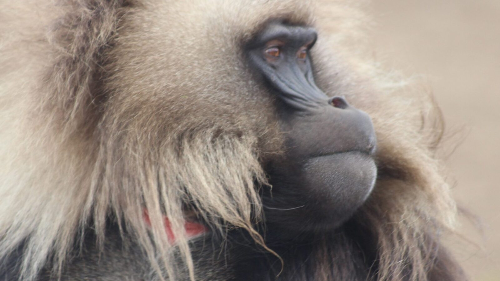 gelada-baboon