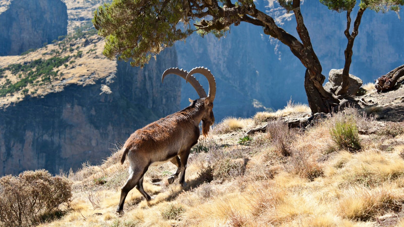 walia-ibex-ethiopia