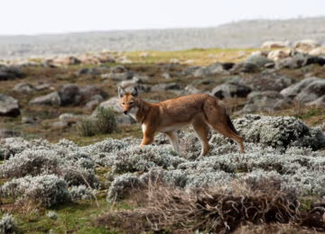 Bale Mountains thumbnail