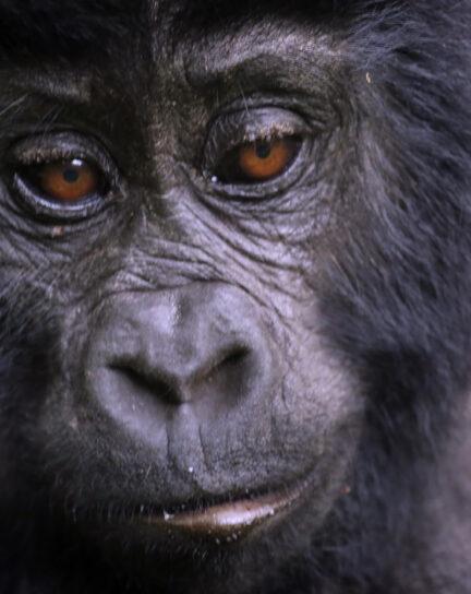 When is the Best Time to Visit Uganda?