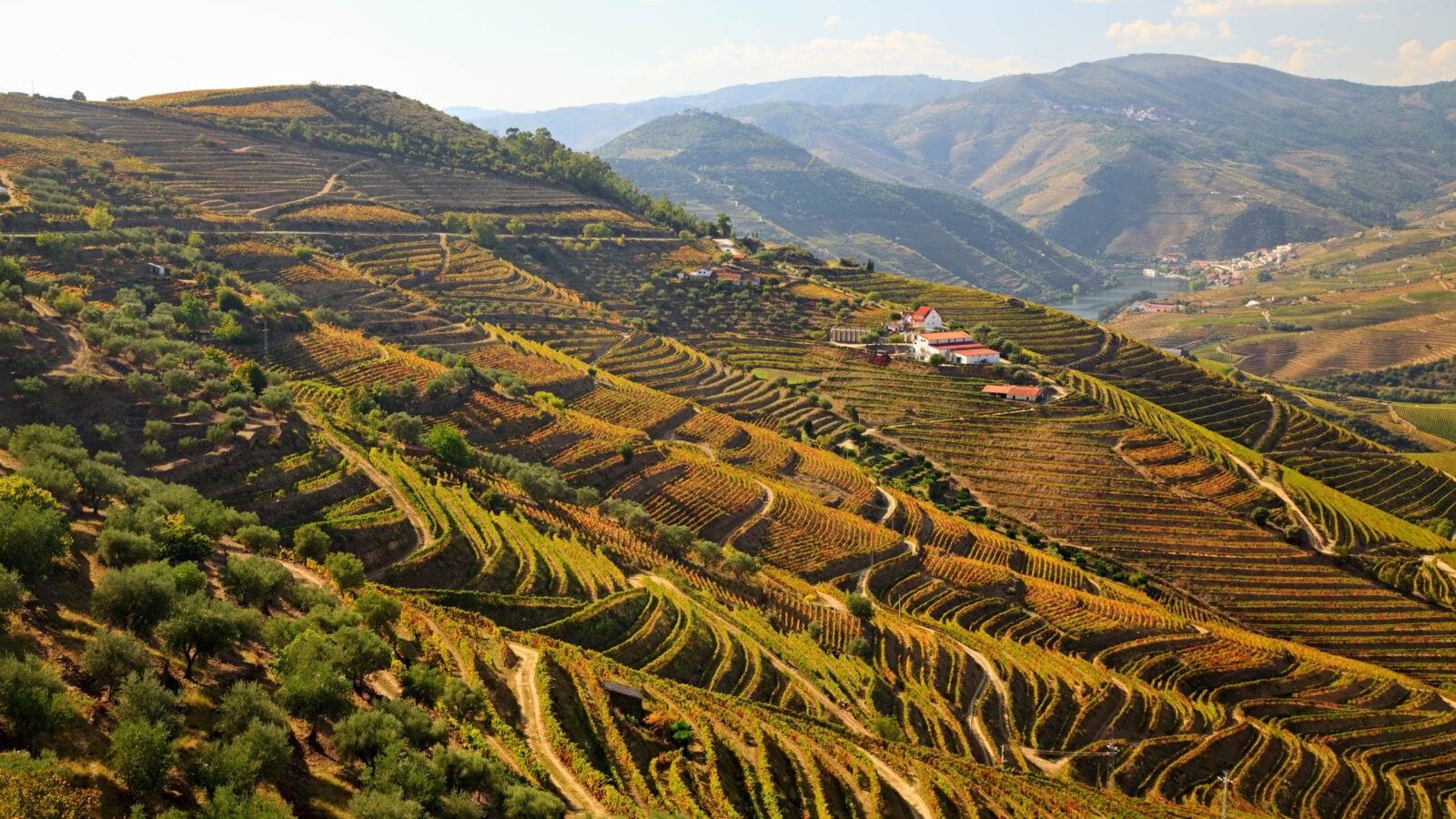 Douro river vineyards, Portugal