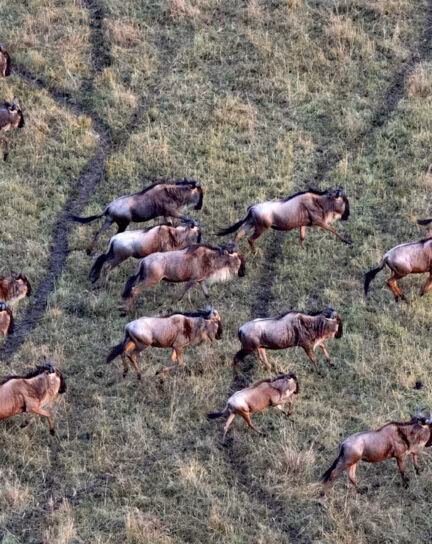 Kenya vs Tanzania: Guide to the Great Migration