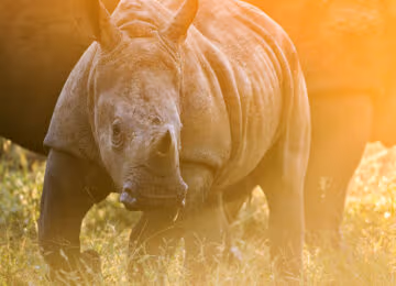 Malilangwe Wildlife Reserve thumbnail