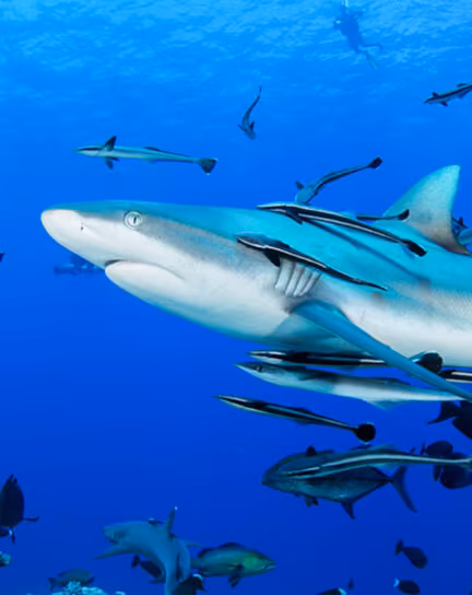 Top Diving Destinations for Big Fish Encounters