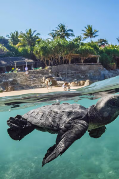 Luxe Java, Sumba and Komodo Adventure