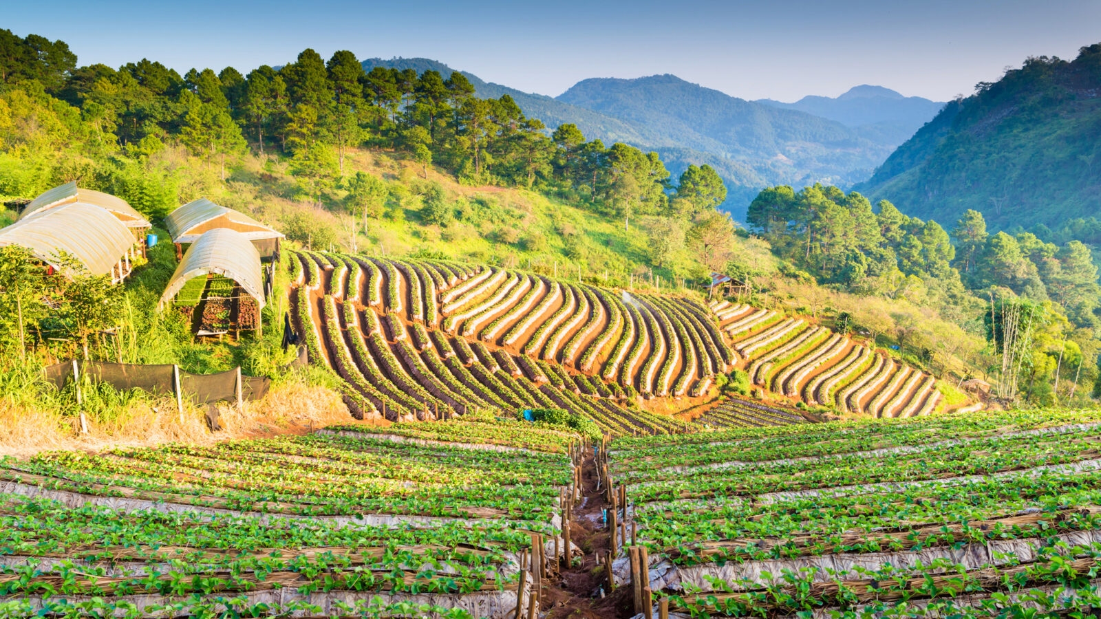 chiang-rai-countryside