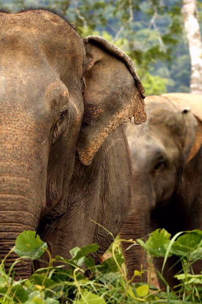 Angkor Wat, Elephants and Phuket for the Family