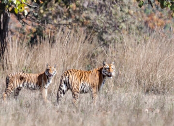 Kanha Tiger Reserve thumbnail