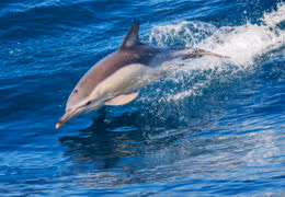 A Family Adventure in Portugal