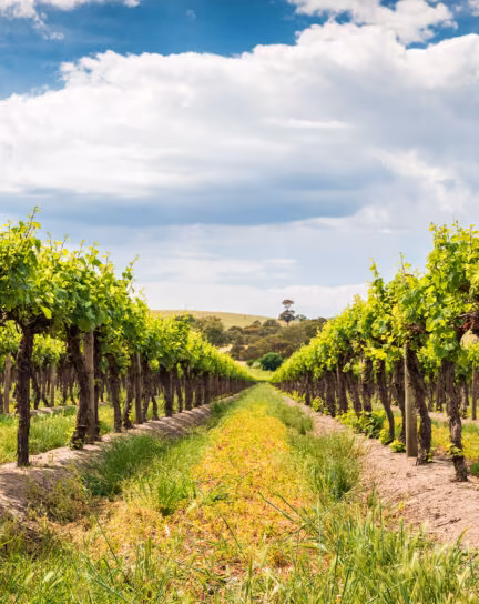 Best vineyards in Australia