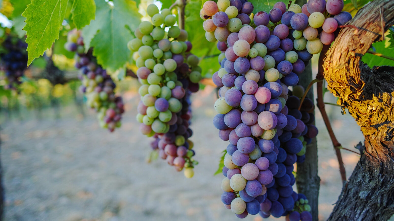 tuscany-grapes
