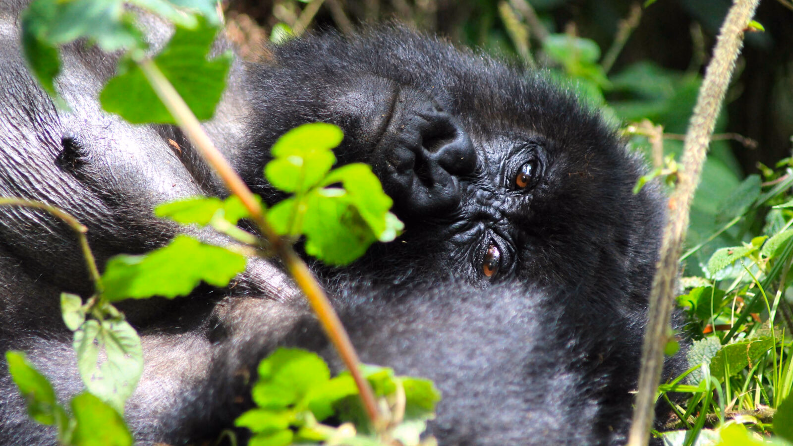 Mountain gorilla baby in Uganda