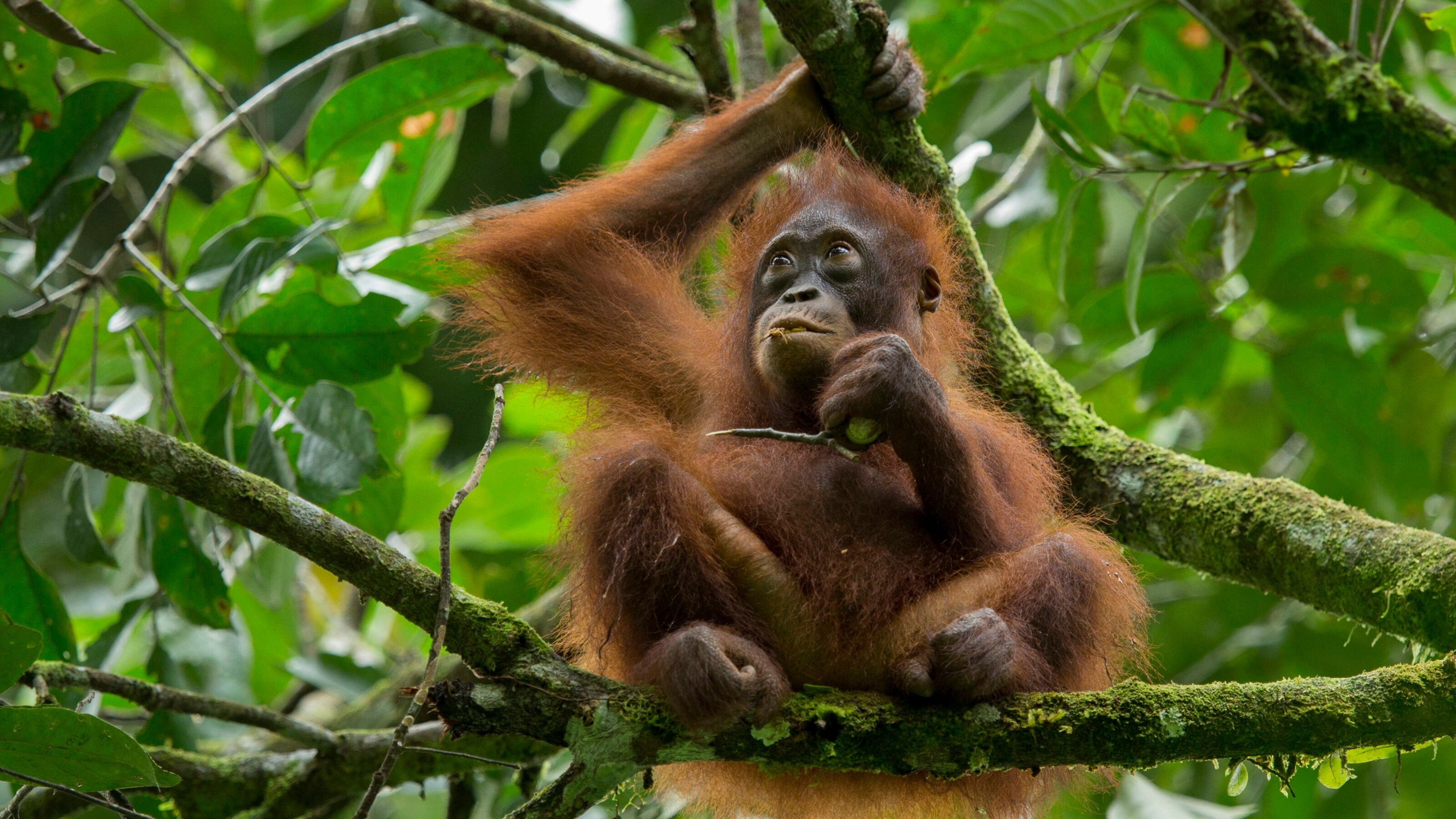 Orangutan in Borneo