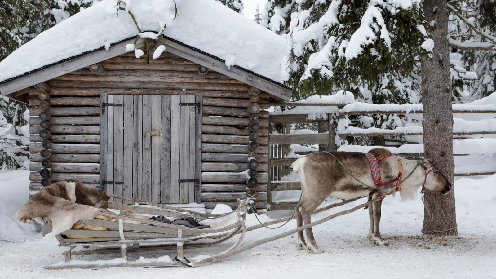 reindeer sleigh ride