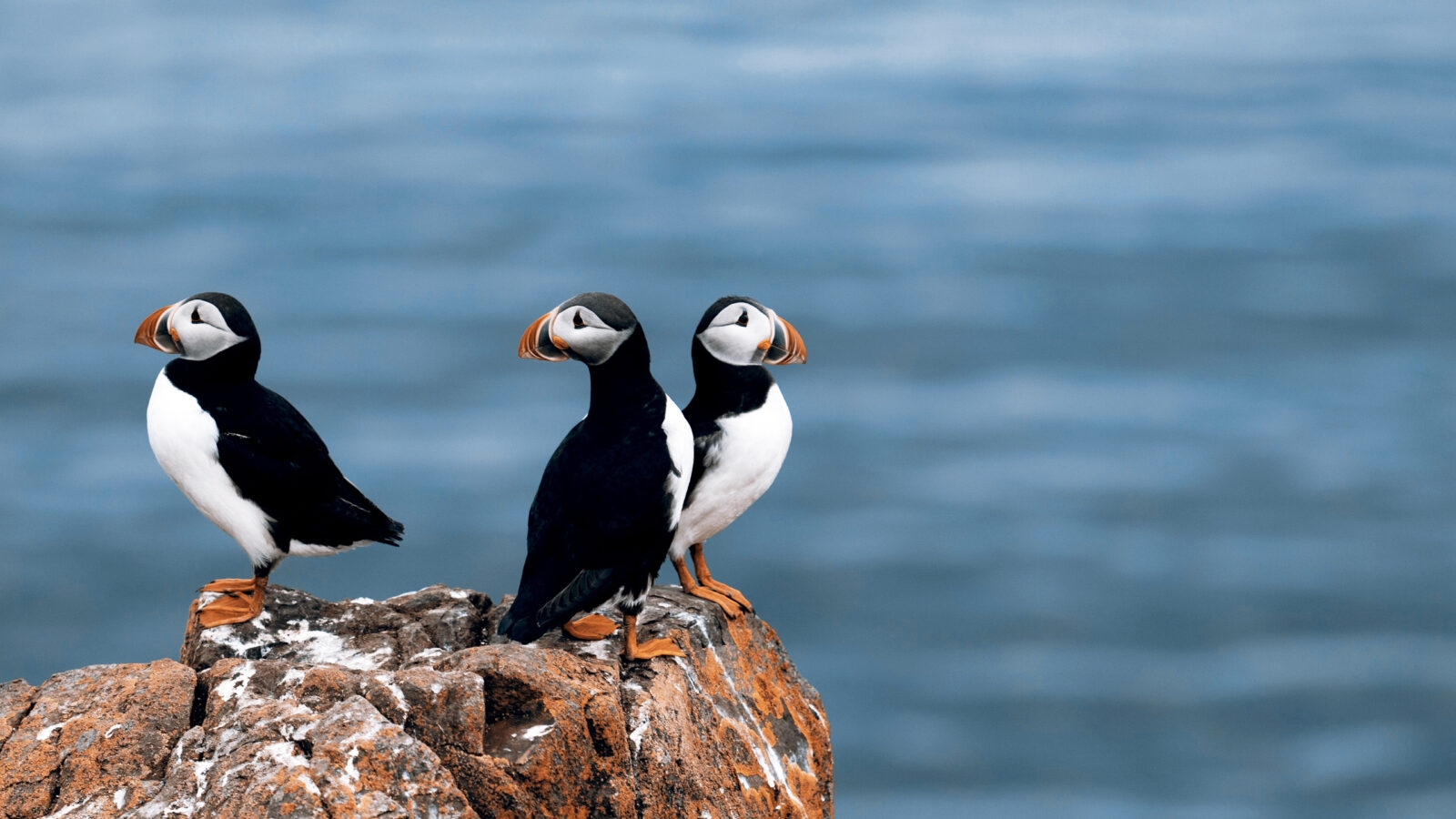 Puffins in Iceland
