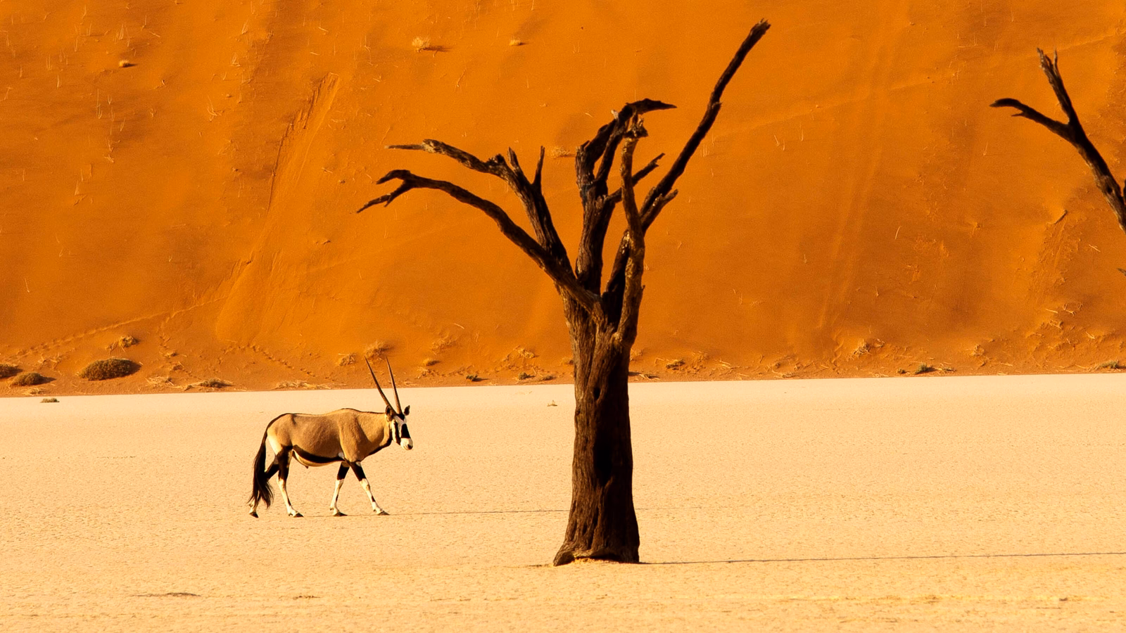 oryx-antelope-namibia