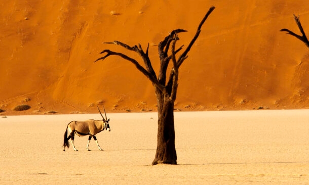 A Flying Action Adventure in Namibia