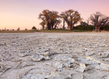 The Makgadikgadi Pans thumbnail