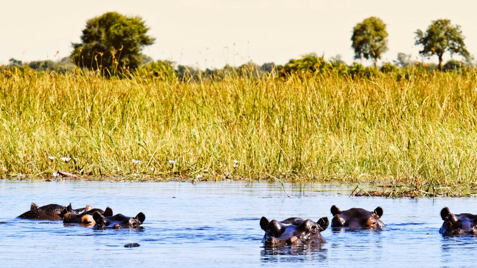 Group of hippos in the water, Okavango Delta,Botswana