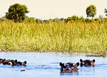Moremi Game Reserve thumbnail