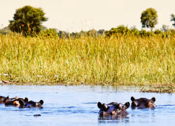 Moremi Game Reserve thumbnail