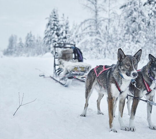 dogsledding-treehotel-swedish-lapland