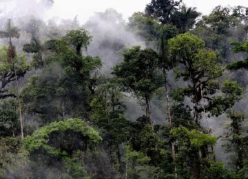 The Cloud Forests thumbnail